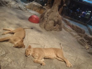 MGM Lions